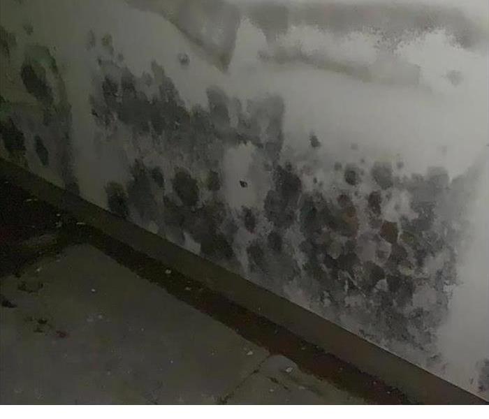 Mold Remediation Job